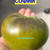 ЗЕЛЕНОЕ СЕРДЦЕ СОФИИ (GREEN HEART OF SOFIA) - зеленое крупное сердце, 5 семян 12510 ЗЕЛЕНОЕ СЕРДЦЕ СОФИИ 12510