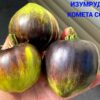 ИЗУМРУДНАЯ КОМЕТА СОФИИ (EMERALD COMET OF SOFIA) - изумрудная сливка-сердце, антоциан, 5 семян 11816 ИЗУМРУДНАЯ КОМЕТА СОФИИ 11816