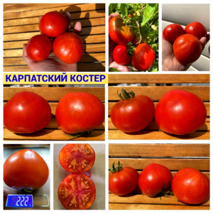 КАРПАТСКИЙ КОСТЕР