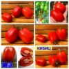 КИБИЦ (KIBITS) - ранний полевая урожайная красная сливка,10 семян КИБИЦ