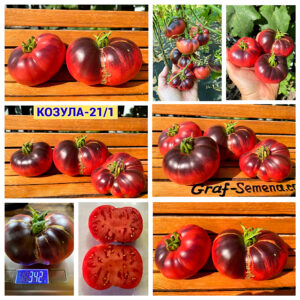 КОЗУЛА 21_1