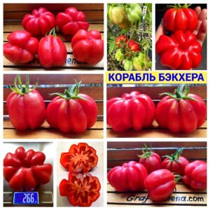 КОРАБЛЬ БЭКХЕРА
