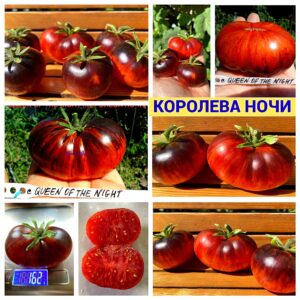 КОРОЛЕВА НОЧИ
