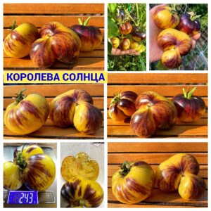 КОРОЛЕВА СОЛНЦА (QUEEN OF THE SUN) - кремово-синий бифштекс, антоциан, 5 семян КОРОЛЕВА СОЛНЦА