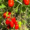 КИБИЦ (KIBITS) - ранний полевая урожайная красная сливка,10 семян 12073 КИБИЦ 12073