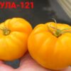 КОЗУЛА-121 (KOZULA-121) - оранжевое сердце, 5 семян 12697 КОЗУЛА-121 12697