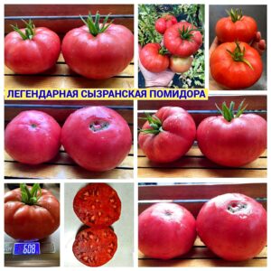 ЛЕГЕНДАРНАЯ СЫЗРАНСКАЯ ПОМИДОРА