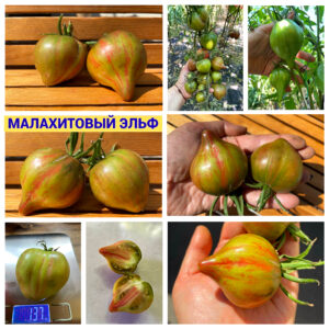 МАЛАХИТОВЫЙ ЭЛЬФ