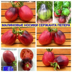 МАЛИНОВЫЕ НОСИКИ СЕРЖ.ПЕППЕРА