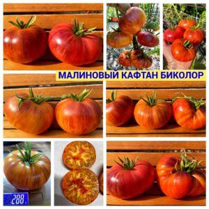 МАЛИНОВЫЙ КАФТАН БИКОЛОР