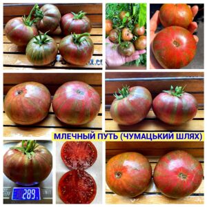 МЛЕЧНЫЙ ПУТЬ (ЧУМАЦКИЙ ШЛЯХ) MLECHNYY PUT' (CHUMATSKIY SHLYAKH) - пурпурный бифштекс, 10 семян МЛЕЧНЫЙ ПУТЬ, ЧУМАЦЬКИЙ ШЛЯХ
