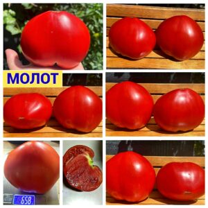 МОЛОТ