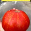 МЯСО КРАСНОЕ, МЯСИСТЫЙ КРАСНЫЙ (Beefy Red, RED MEAT, FLESH RED) - красный полосатый бифштекс, 10 семян 12447 МЯСО КРАСНОЕ 12447