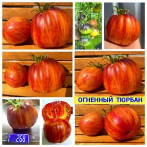ОГНЕННЫЙ ТЮРБАН