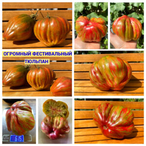 ОГРОМНЫЙ ФЕСТИВАЛЬНЫЙ ТЮЛЬПАН