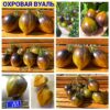 ОХРОВАЯ ВУАЛЬ (OCHRE VEIL, OKHROVAYA VUAL') - бронзово-изумрудное сердце, антоциан, 5 семян ОХРОВАЯ ВУАЛЬ
