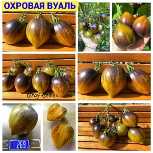 ОХРОВАЯ ВУАЛЬ