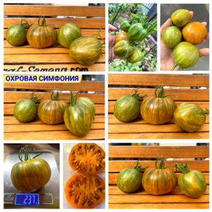 ОХРОВАЯ СИМФОНИЯ