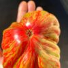 ОГРОМНЫЙ ФЕСТИВАЛЬНЫЙ ТЮЛЬПАН ЖЕЛТЫЙ (HUGE FESTIVAL TULIP YELLOW) - крупный рифленый триколор, 2 семян 11712 ОГРОМНЫЙ ФЕСТИВАЛЬНЫЙ ТЮЛЬПАН 11712