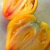 ОГРОМНЫЙ ФЕСТИВАЛЬНЫЙ ТЮЛЬПАН ЖЕЛТЫЙ (HUGE FESTIVAL TULIP YELLOW) - крупный рифленый триколор, 2 семян 12384 ОГРОМНЫЙ ФЕСТИВАЛЬНЫЙ ТЮЛЬПАН 12384