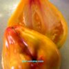 ОГРОМНЫЙ ФЕСТИВАЛЬНЫЙ ТЮЛЬПАН ЖЕЛТЫЙ (HUGE FESTIVAL TULIP YELLOW) - крупный рифленый триколор, 2 семян 12385 ОГРОМНЫЙ ФЕСТИВАЛЬНЫЙ ТЮЛЬПАН 12385