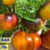 ОРАНЖЕВАЯ КАРАМЕЛЬ (ORANGE CARAMEL) - оранжево-синий биколор, антоциан, 10 семян 12233 ОРАНЖЕВАЯ КАРАМЕЛЬ 12233