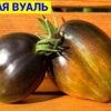 ОХРОВАЯ ВУАЛЬ (OCHRE VEIL, OKHROVAYA VUAL') - бронзово-изумрудное сердце, антоциан, 5 семян 12373 ОХРОВАЯ ВУАЛЬ 12373