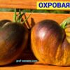 ОХРОВАЯ ВУАЛЬ (OCHRE VEIL, OKHROVAYA VUAL') - бронзово-изумрудное сердце, антоциан, 5 семян 12375 ОХРОВАЯ ВУАЛЬ 12375