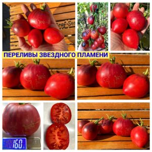 ПЕРЕЛИВЫ ЗВЕЗДНОГО ПЛАМЕНИ