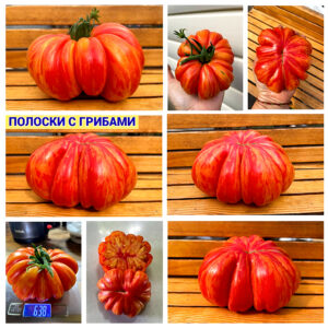 Высокорослые