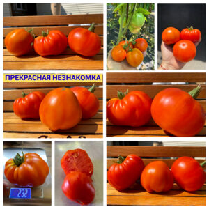 ПРЕКРАСНАЯ НЕЗНАКОМКА