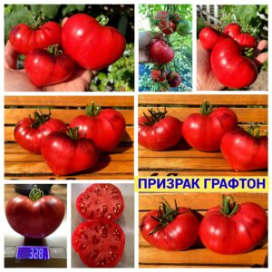 ПРИЗРАК ГРАФТОН