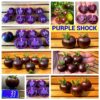 ПУРПУРНЫЙ ШОК (PURPLE SHOCK) - уникальный чернильный черри, антоциан, 3 семян ПУРПУРНЫЙ ШОК