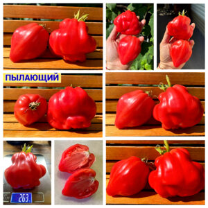 ПЫЛАЮЩИЙ