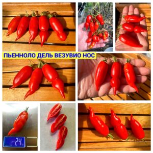 ПЬЕННОЛО ДЕЛЬ ВЕЗУВИО НОС