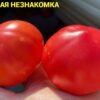 ПРЕКРАСНАЯ НЕЗНАКОМКА (BEAUTIFUL STRANGER, Belle Inconnue) - оранжево-красный томат, 10 семян 12148 ПРЕКРАСНАЯ НЕЗНАКОМКА 12148