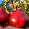 ПРИЗРАК ГРАФТОН (GHOST GRAFTON) - малиновое сердце, антоциан, 5 семян 12206 ПРИЗРАК ГРАФТОН 12206