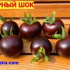 ПУРПУРНЫЙ ШОК (PURPLE SHOCK) - уникальный чернильный черри, антоциан, 3 семян 11426 ПУРПУРНЫЙ ШОК 11426