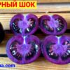 ПУРПУРНЫЙ ШОК (PURPLE SHOCK) - уникальный чернильный черри, антоциан, 3 семян 11427 ПУРПУРНЫЙ ШОК 11427