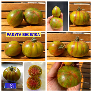 РАДУГА ВЕСЕЛКА