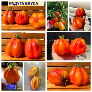 РАДУГА ВКУСА