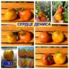 СЕРДЦЕ ДЕНИСА (DENIS'S HEART) - желто-синее сердечко, биколор, 5 семян СЕРДЦЕ ДЕНИСА