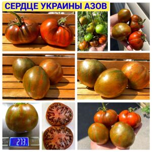 СЕРДЦЕ УКРАИНЫ АЗОВ