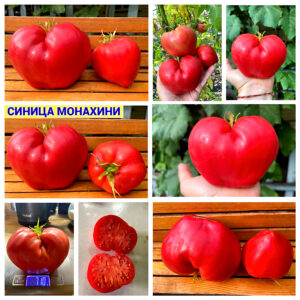 СИНИЦА МОНАХИНИ