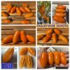 СКАЗОЧНЫЙ ФРУКТ (Märchenfrucht) - крупный яркий бифштекс-биколор, 5 семян 11742 СКАЗОЧНЫЙ ФРУКТ 11742