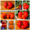 СКАЗОЧНЫЙ ФРУКТ (Märchenfrucht) - крупный яркий бифштекс-биколор, 5 семян СКАЗОЧНЫЙ ФРУКТ