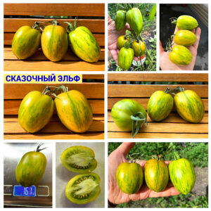 СКАЗОЧНЫЙ ЭЛЬФ