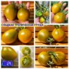 СЛАДКАЯ ТРОПИЧЕСКАЯ ГРУША (SWEET TROPICAL PEAR) - изумрудная груша-трюфель, 5 семян СЛАДКАЯ ТРОПИЧЕСКАЯ ГРУША