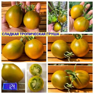 СЛАДКАЯ ТРОПИЧЕСКАЯ ГРУША