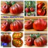 СЛИВА ИБИРАПУЭРА (IBIRAPUERA PLUM) - зелено-пурпурная сливка биколор, 3 семян СЛИВА ИБИРАПУЭРА
